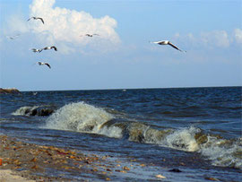 Азовское море Таганрогский залив